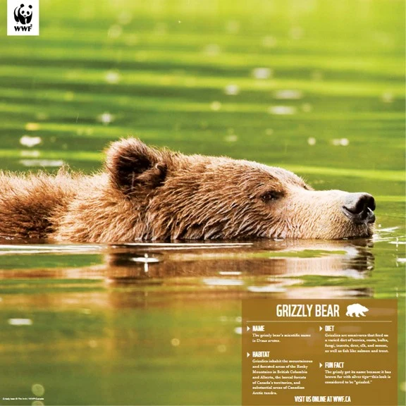 Grizzly bear - Image 4