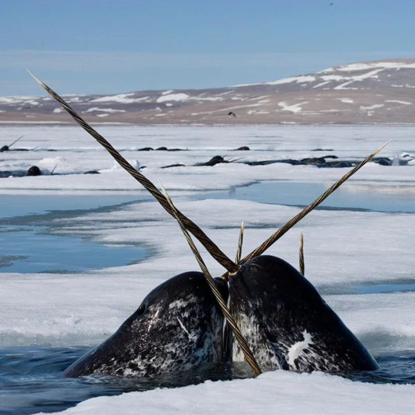 protect the narwhal’s icy home