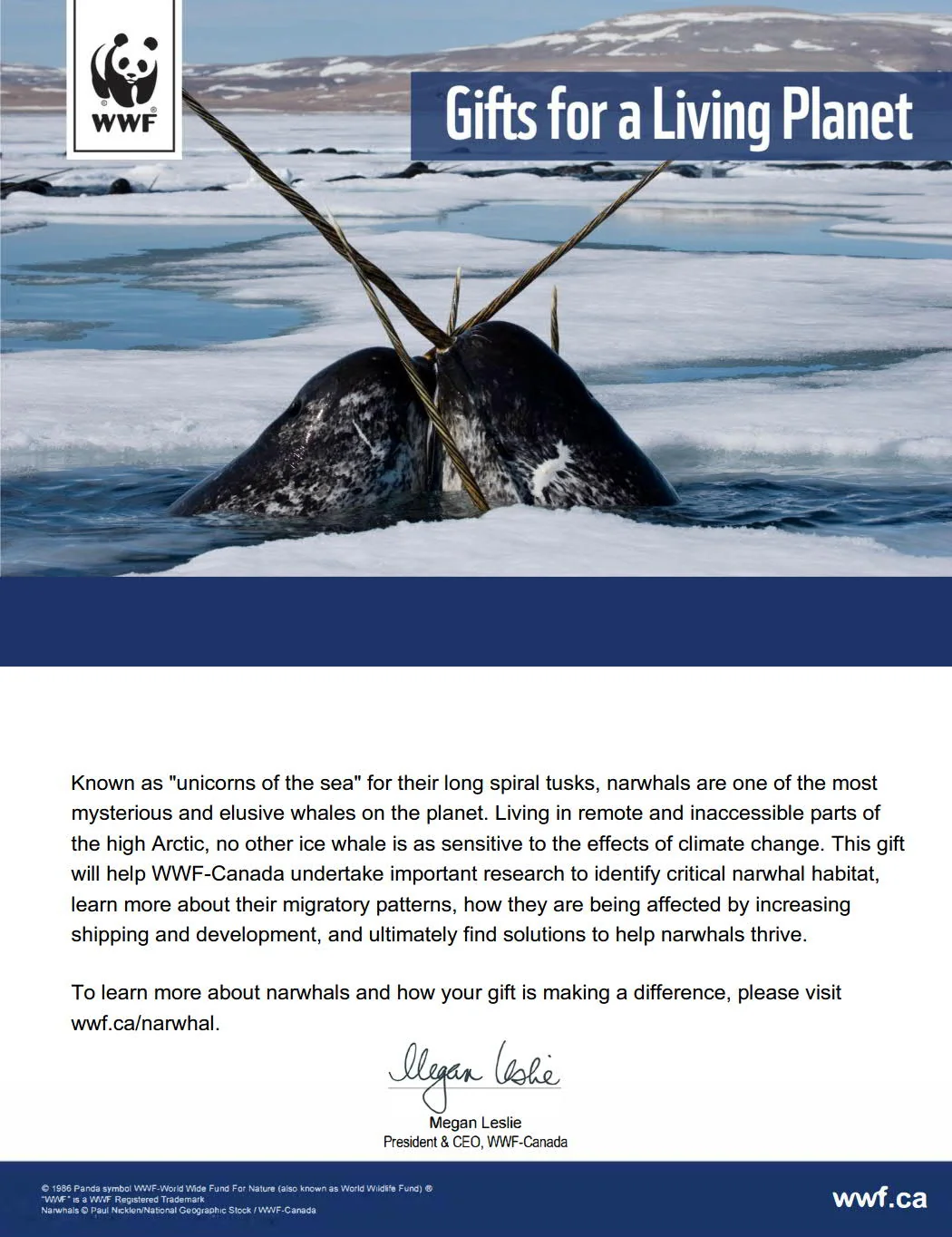 protect the narwhal’s icy home - Image 2