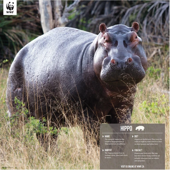 Hippopotamus - Image 4