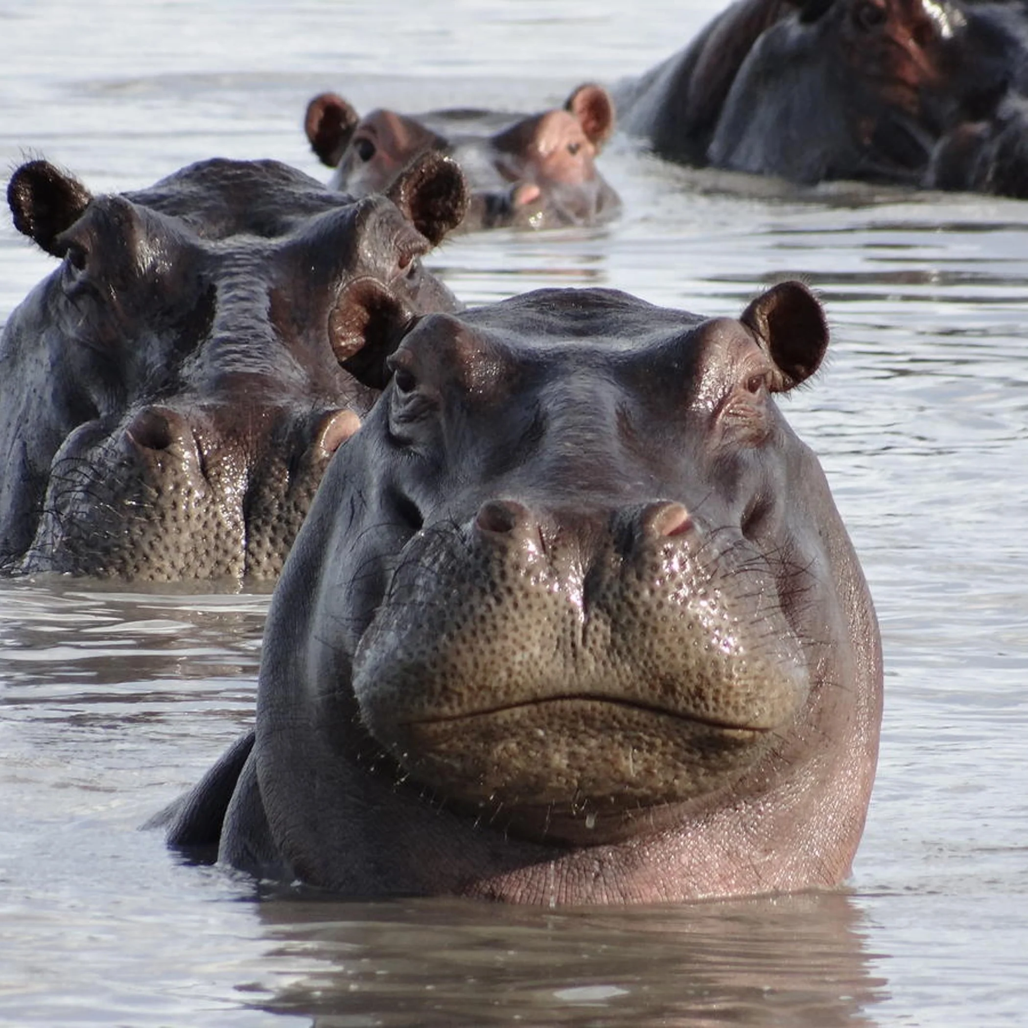 Hippopotamus digital adoption