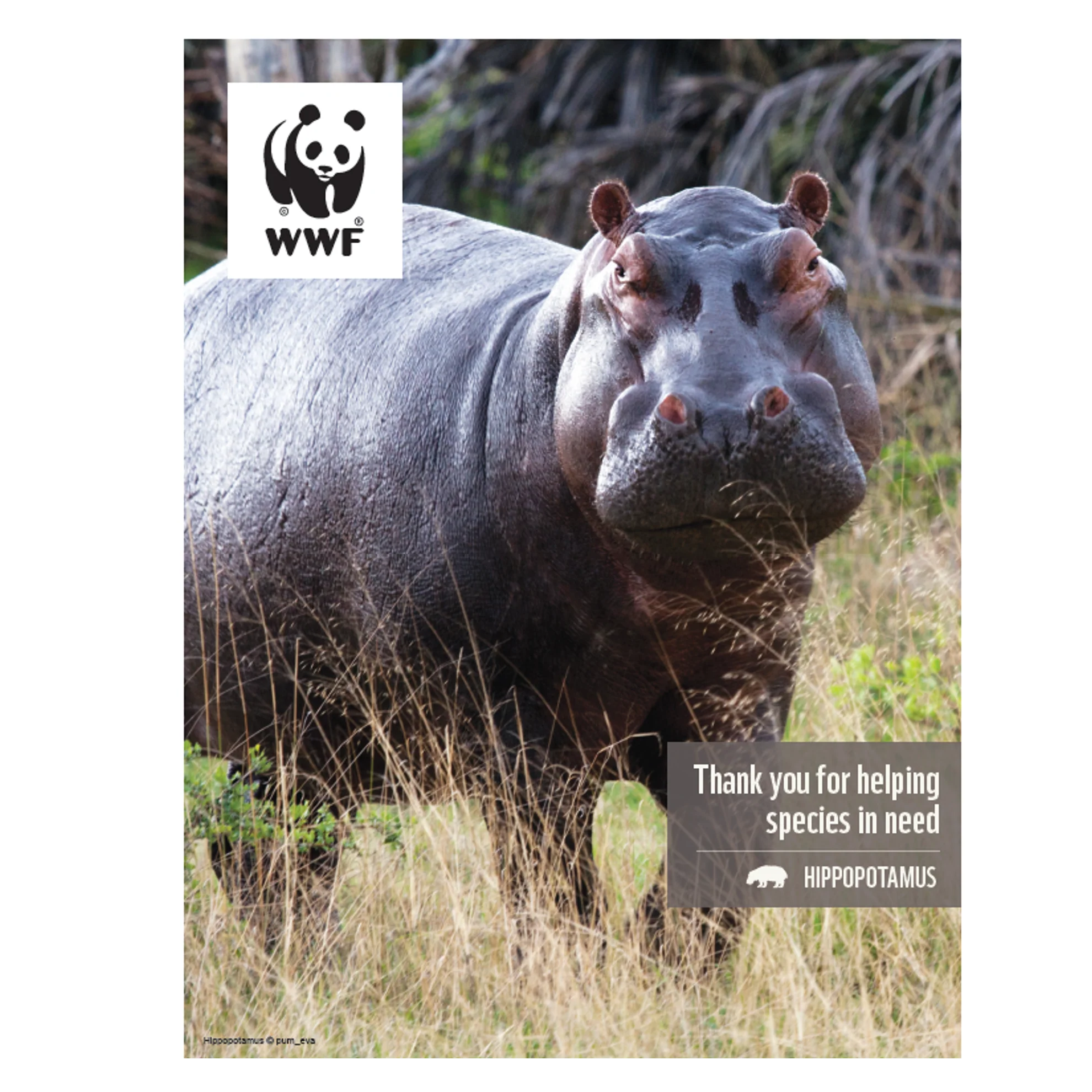 Hippopotamus digital adoption - Image 3