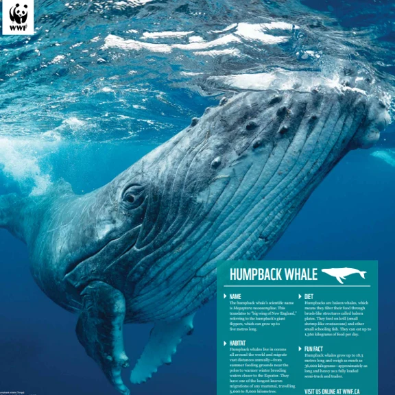 Humpback whale - Image 4