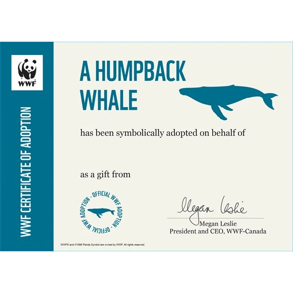 Humpback whale adoption card - Image 3