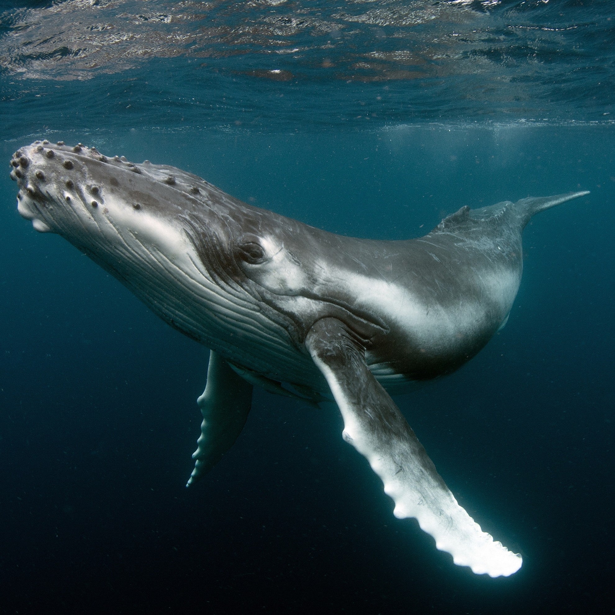 Humpback whale digital adoption