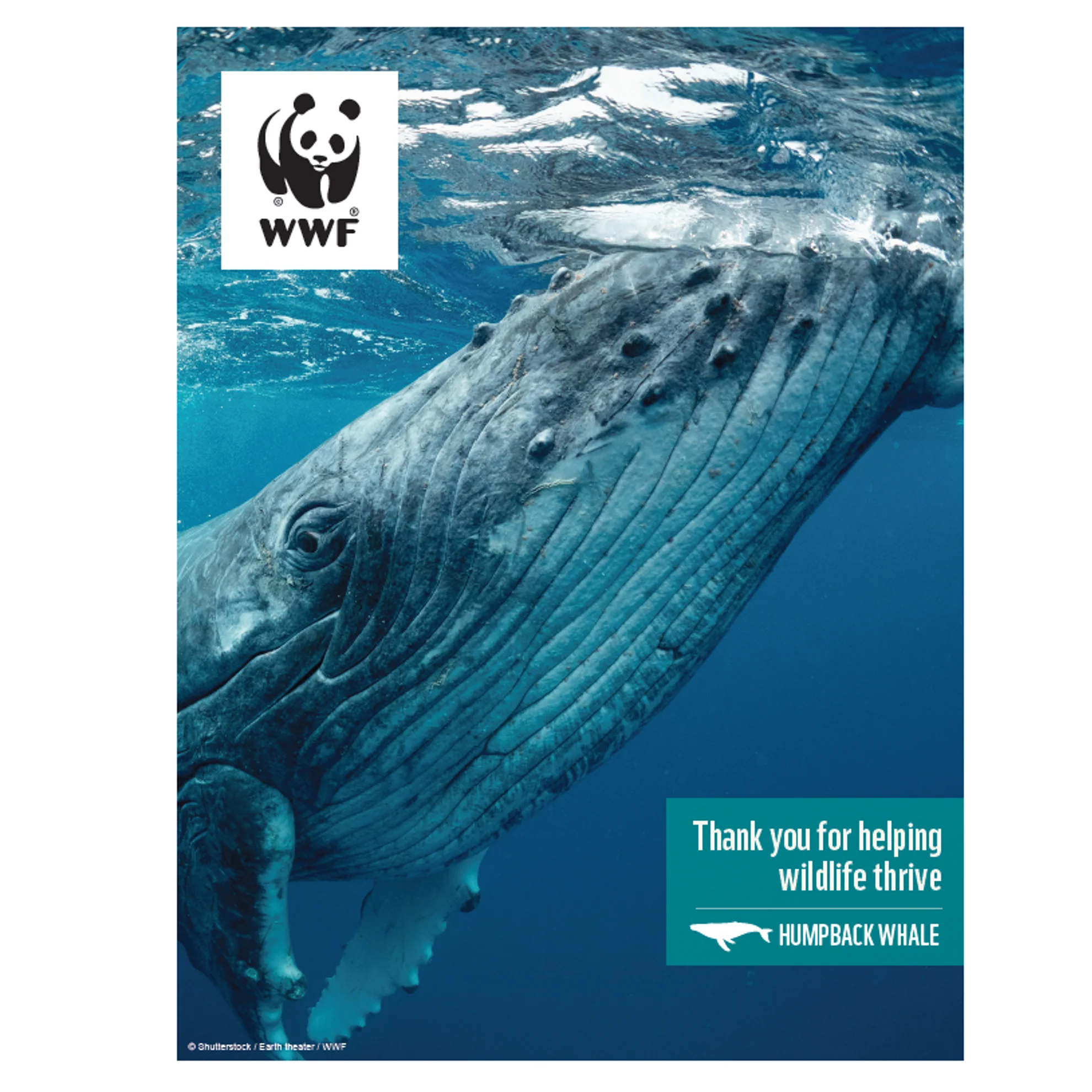 Humpback whale digital adoption - Image 3