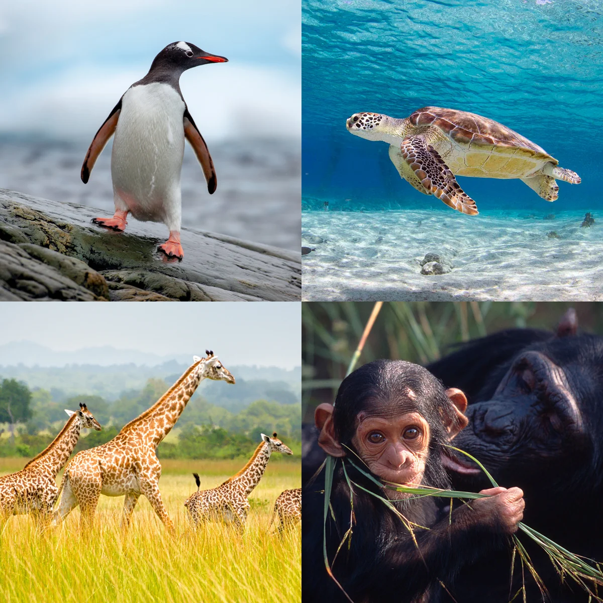 International species greeting card bundle (4 pack) - Image 2