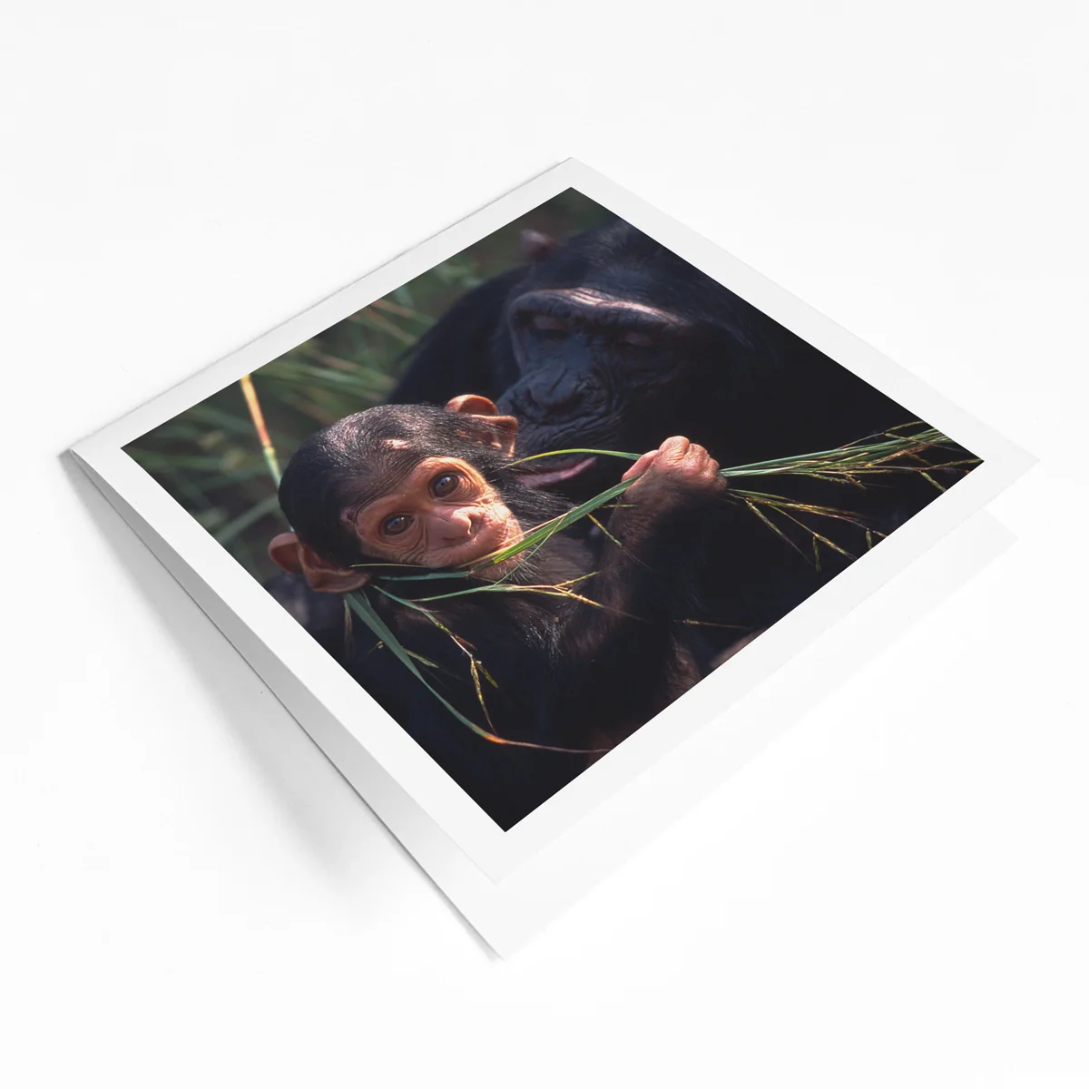International species greeting card bundle (4 pack) - Image 4