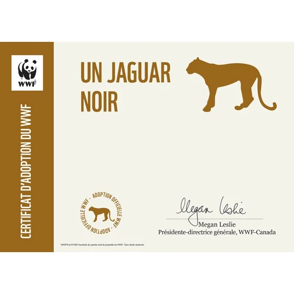 Jaguar noir - Image 3