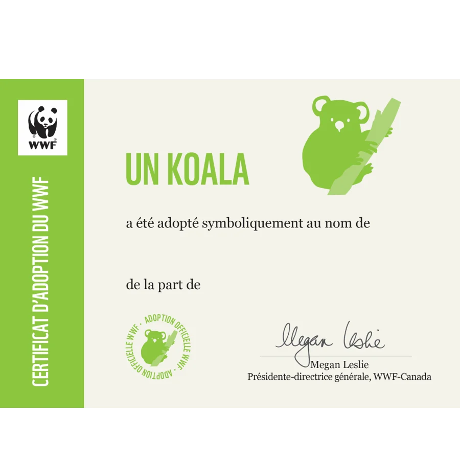 Koala - Image 3