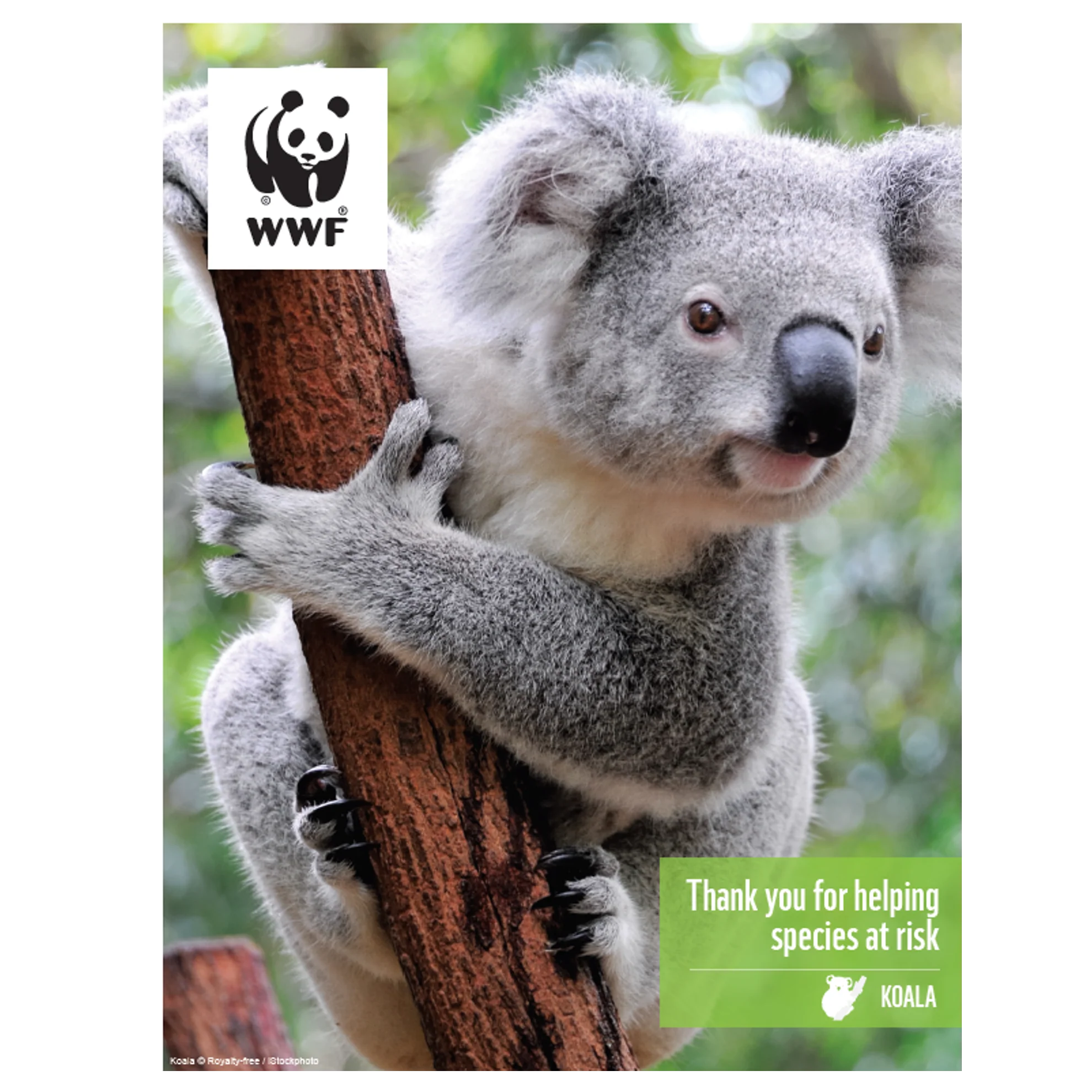 Koala digital adoption - Image 3