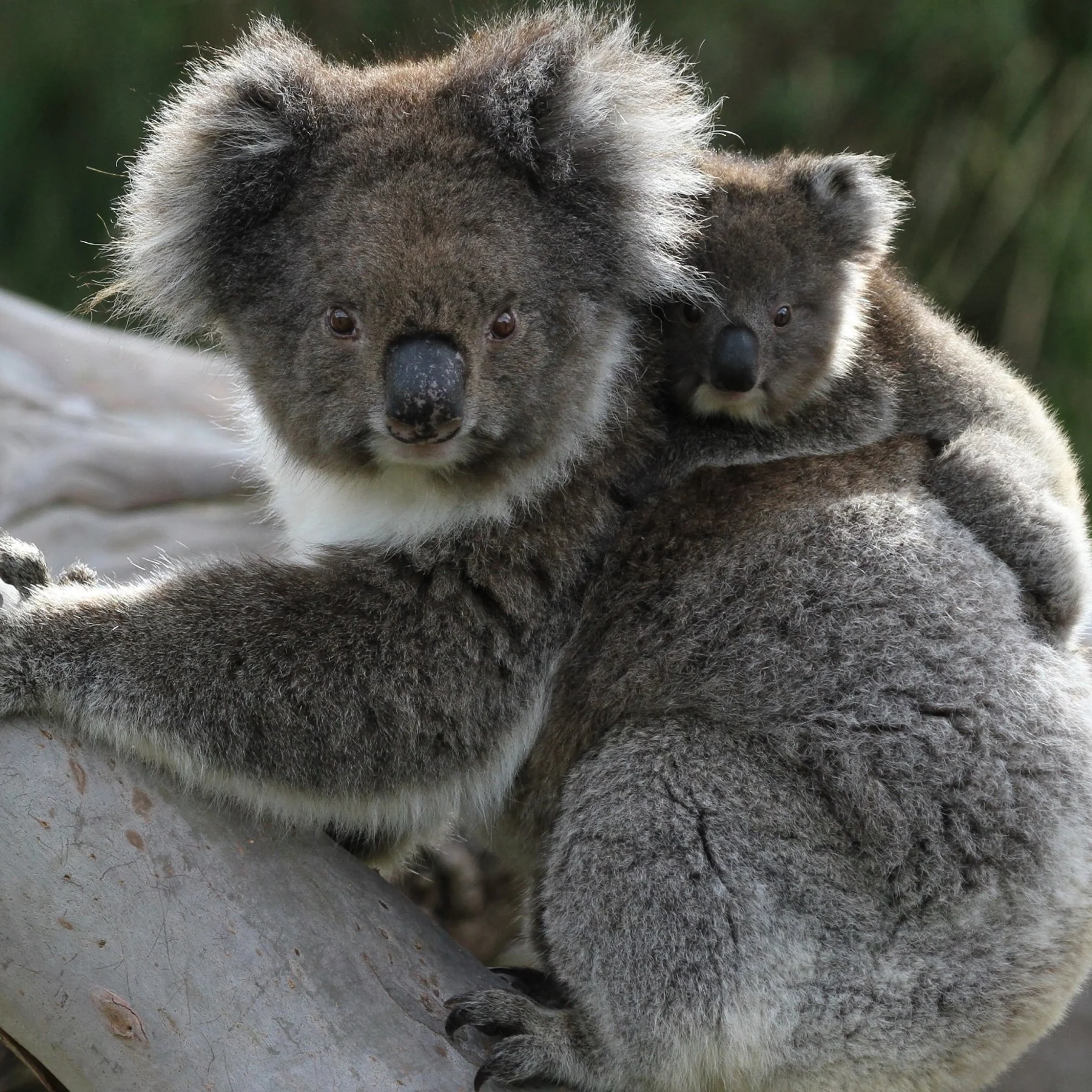 Koala family