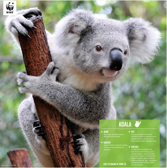 Koala family - Image 4