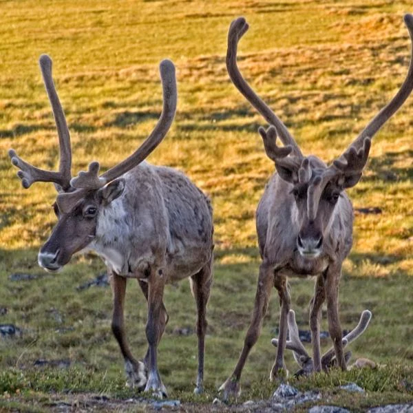 redonnons espoir au caribou de l’Arctique