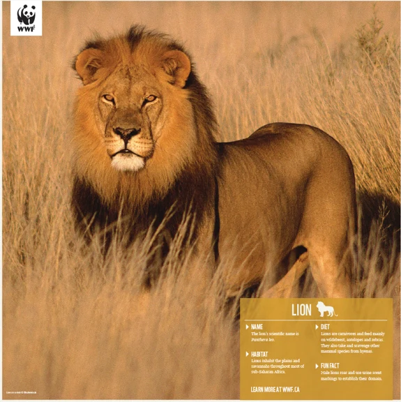 Lion - Image 4