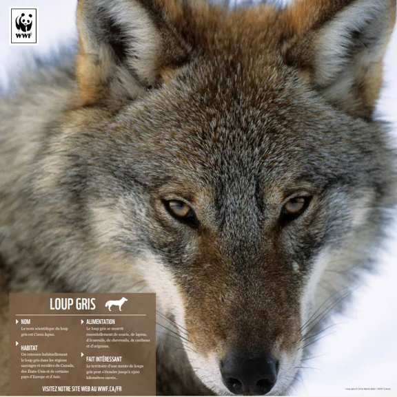 Loup gris - Image 4