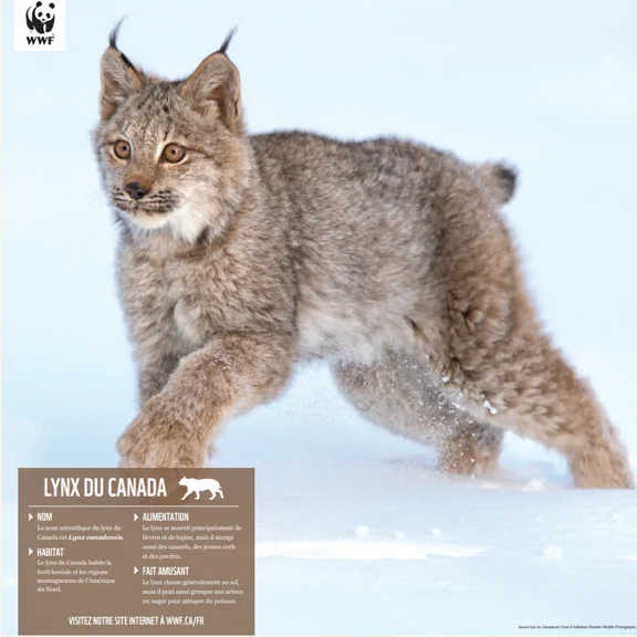 Lynx du Canada - Image 4