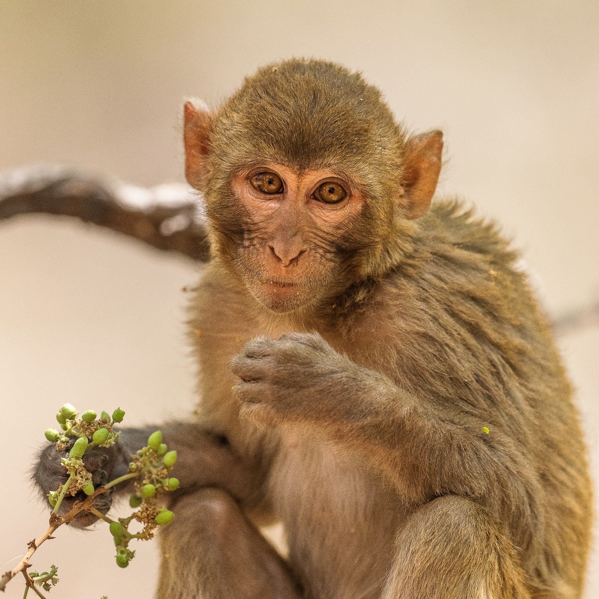Mago Monkey