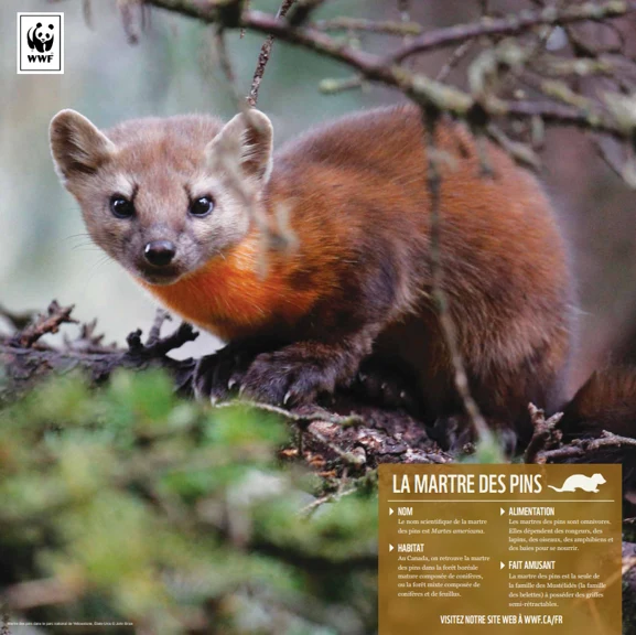 Martre des pins - Image 4