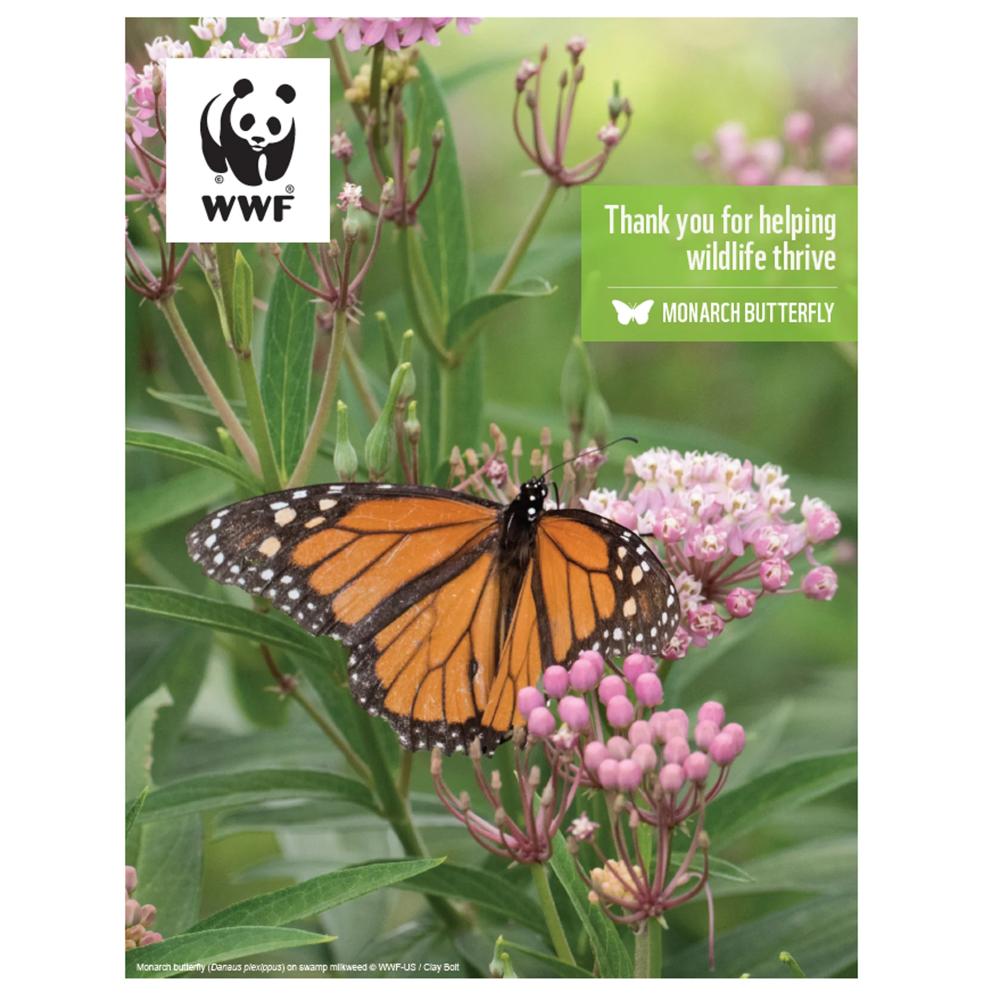 Monarch butterfly digital adoption - Image 3