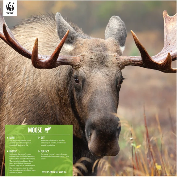 Moose - Image 4