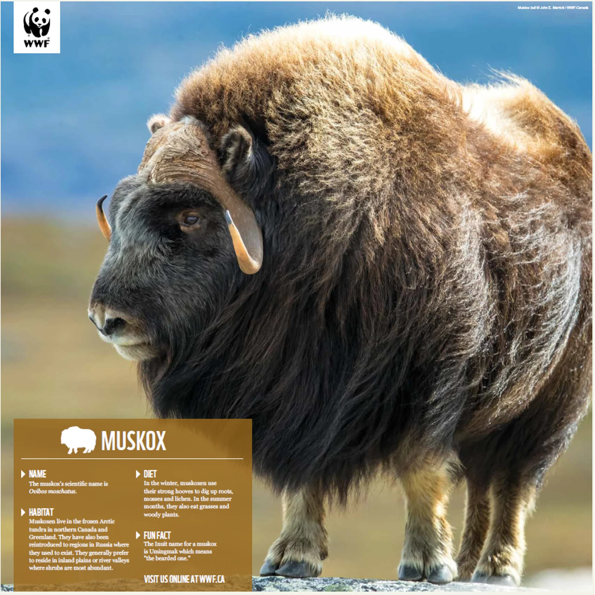 Muskox - Image 4