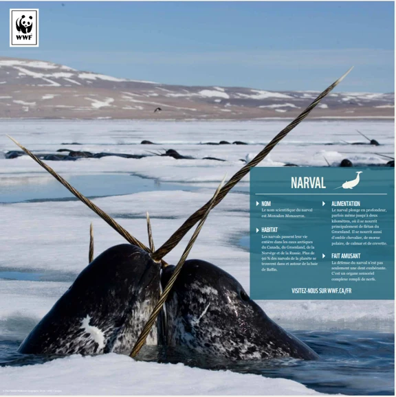 Narval - Image 4