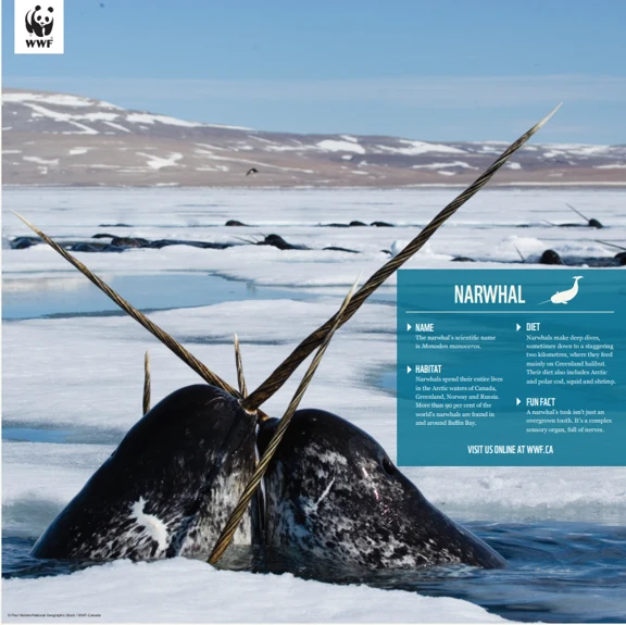 Narwhal - Image 4