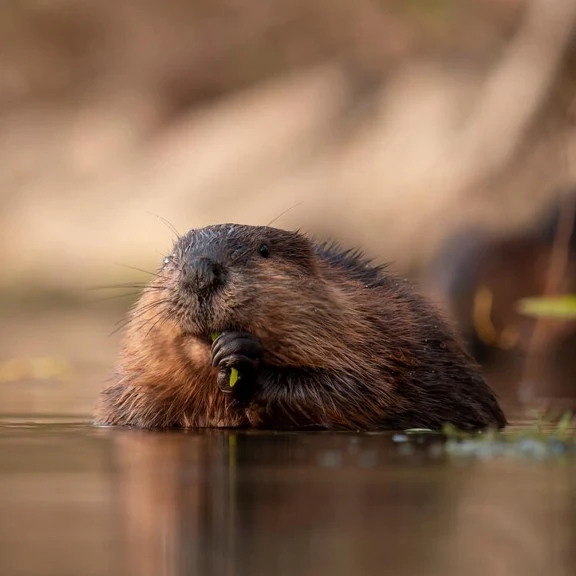 North American beaver digital adoption