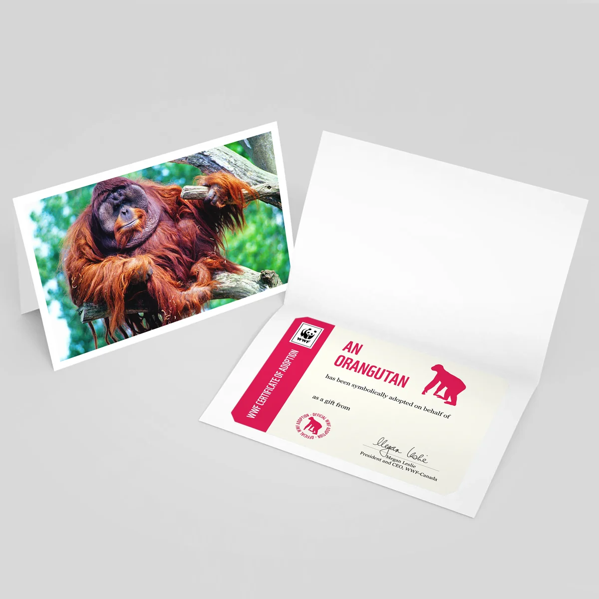 Orangutan adoption card