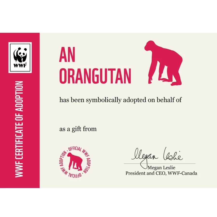 Orangutan adoption card - Image 3