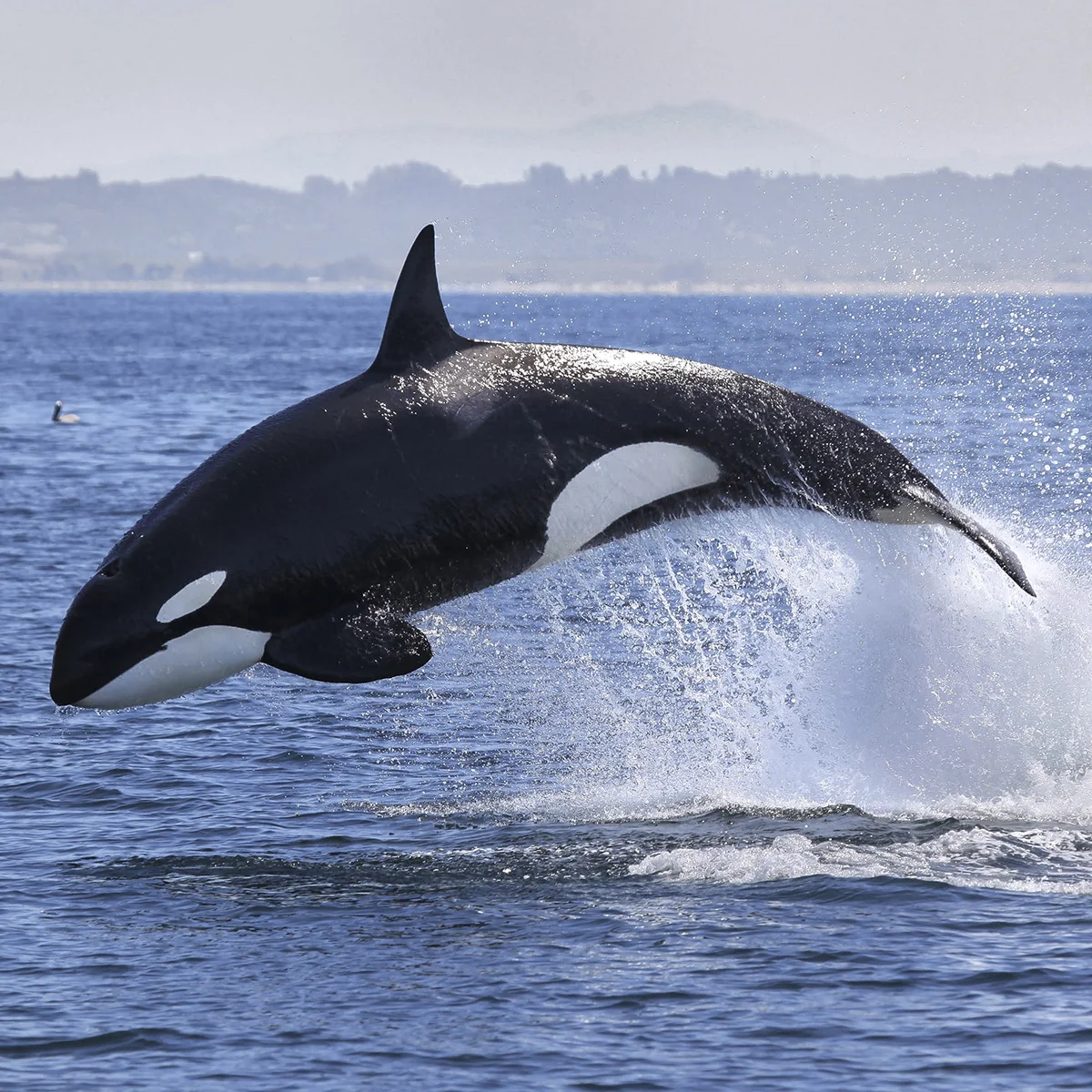 Orca