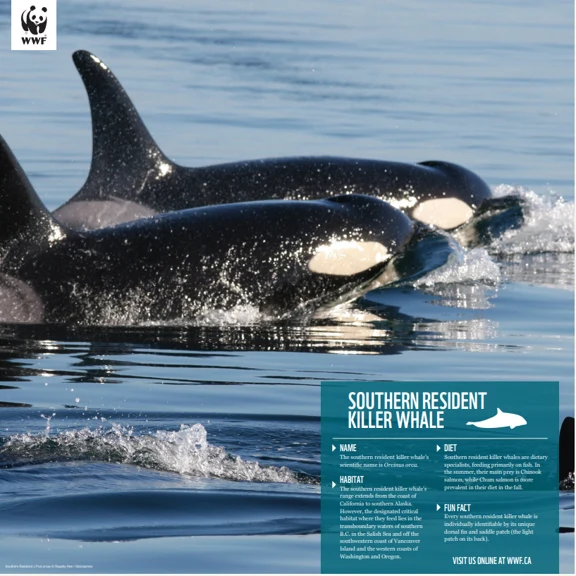 Orca - Image 4