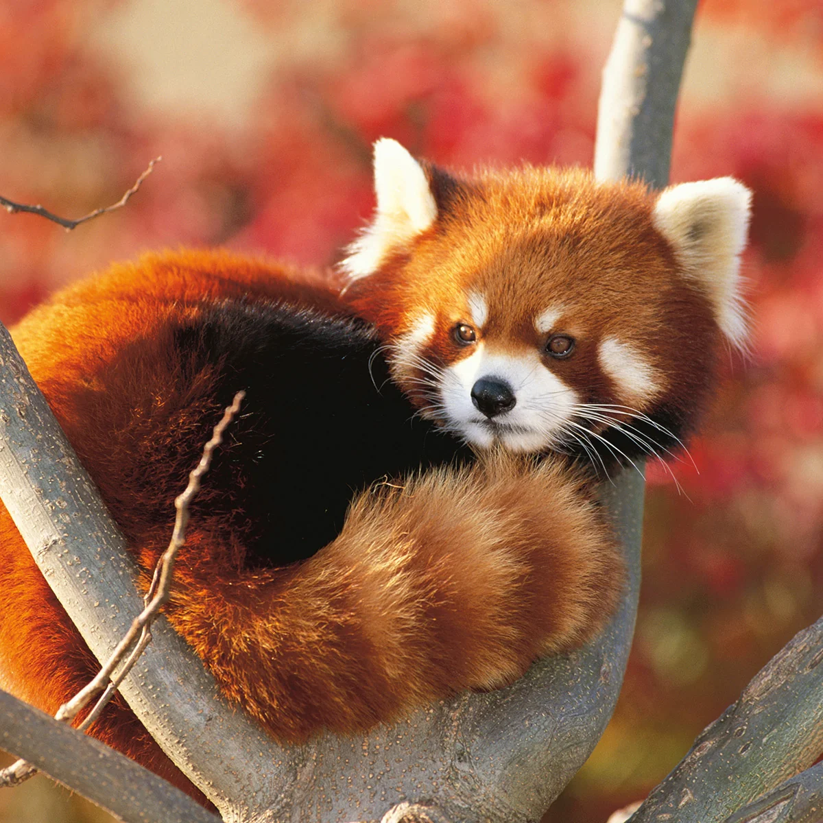 Panda roux