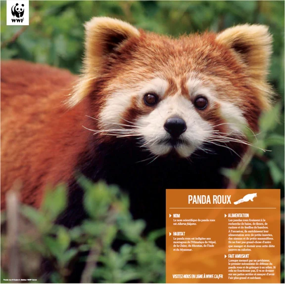 Panda roux - Image 4