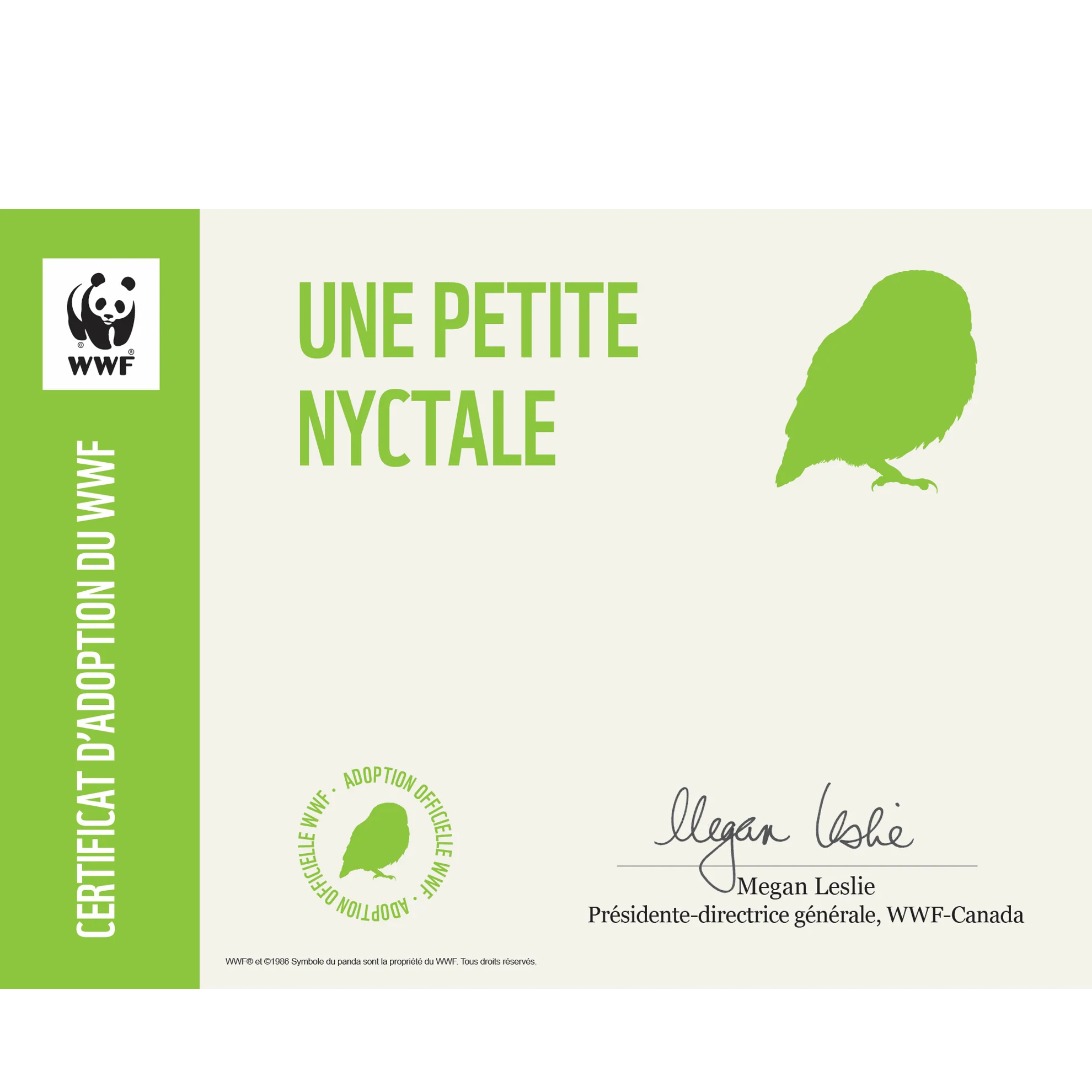 Petite nyctale - Image 3
