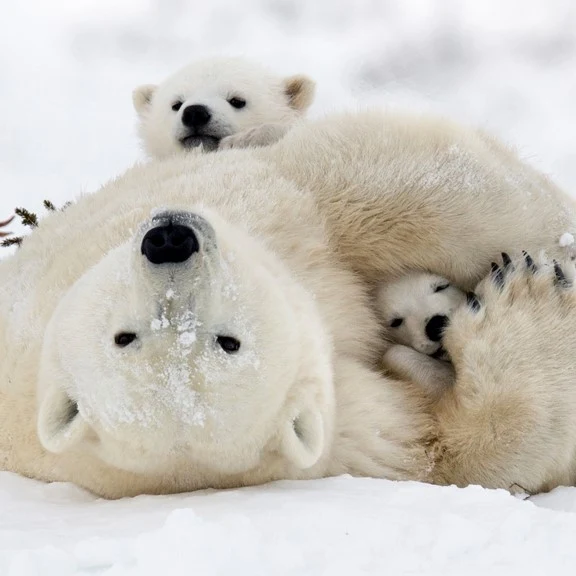 Polar bear digital adoption