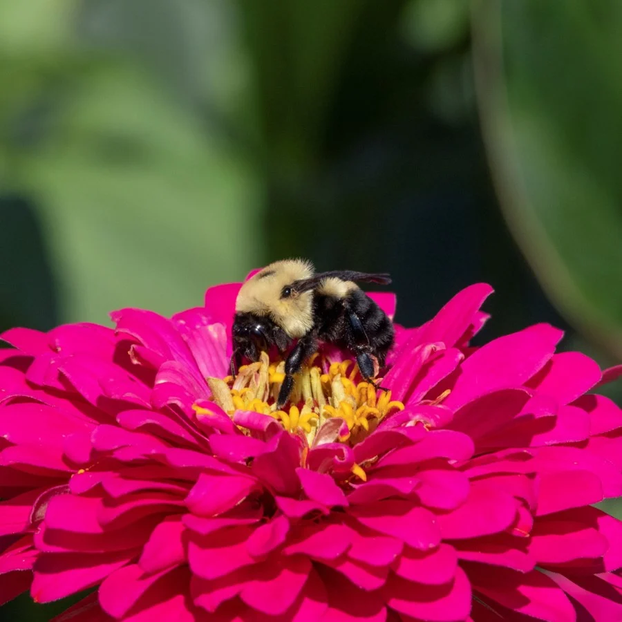 offrons des fleurs aux bourdons