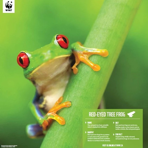 Red-eyed tree frog - Image 5