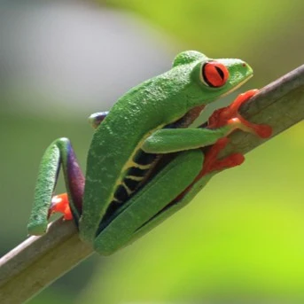 Red-eyed tree frog