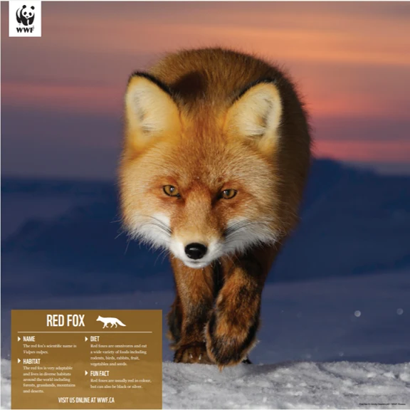 Red fox - Image 4