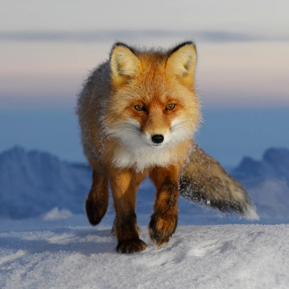Red fox adoption card - Image 2