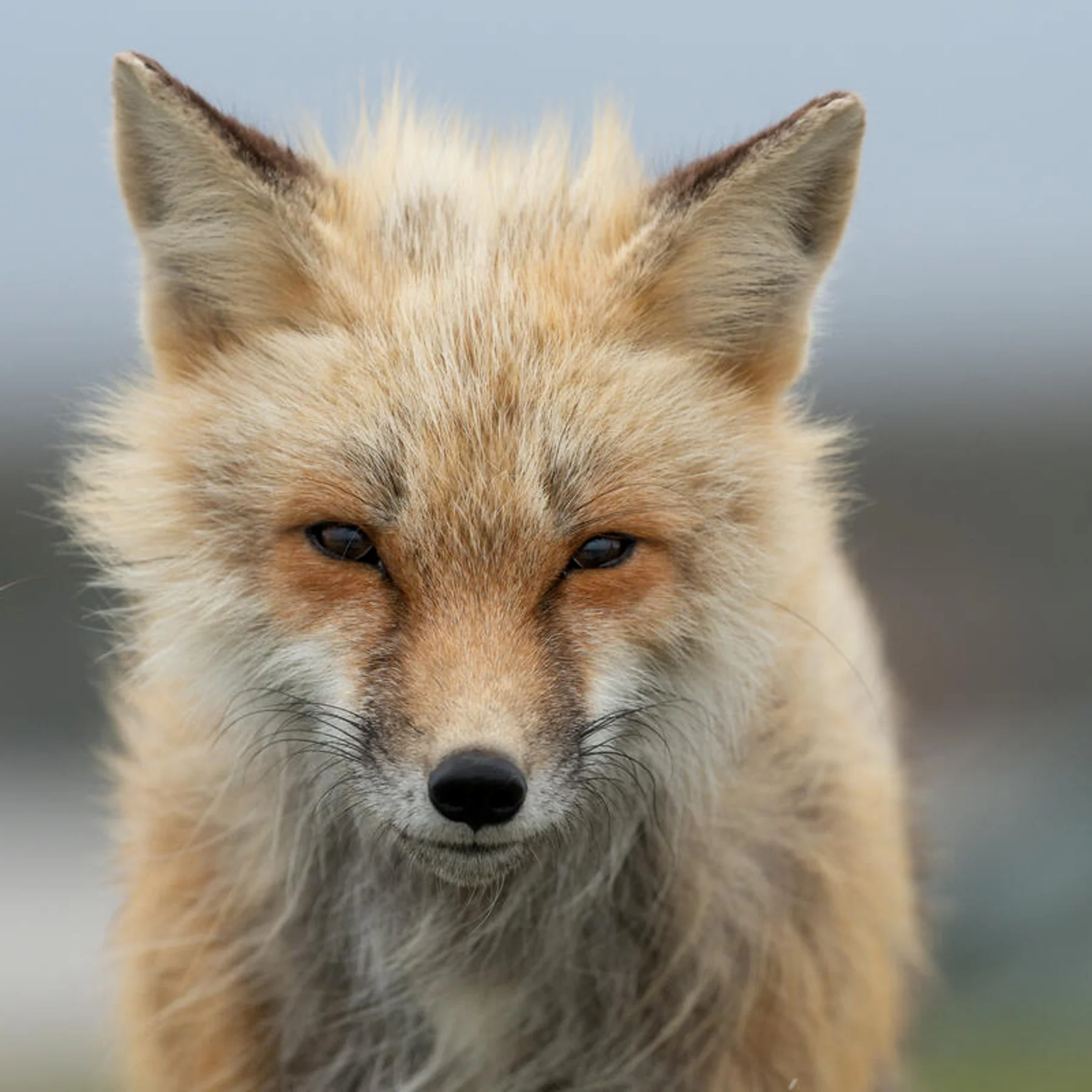 Red fox digital adoption