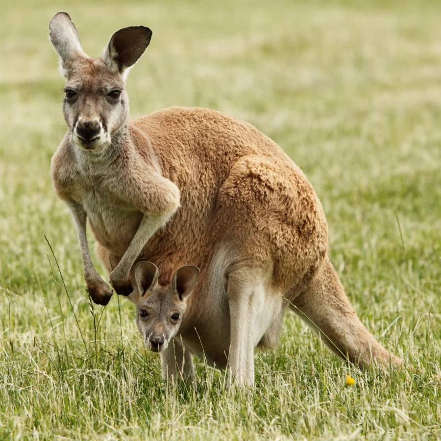 Red kangaroo