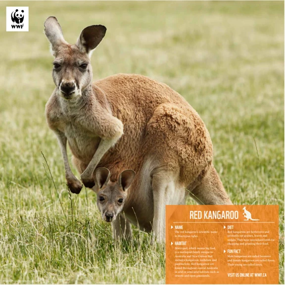 Red kangaroo - Image 4