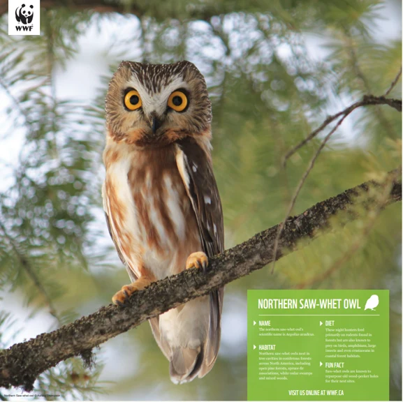 Saw-whet owl - Image 4