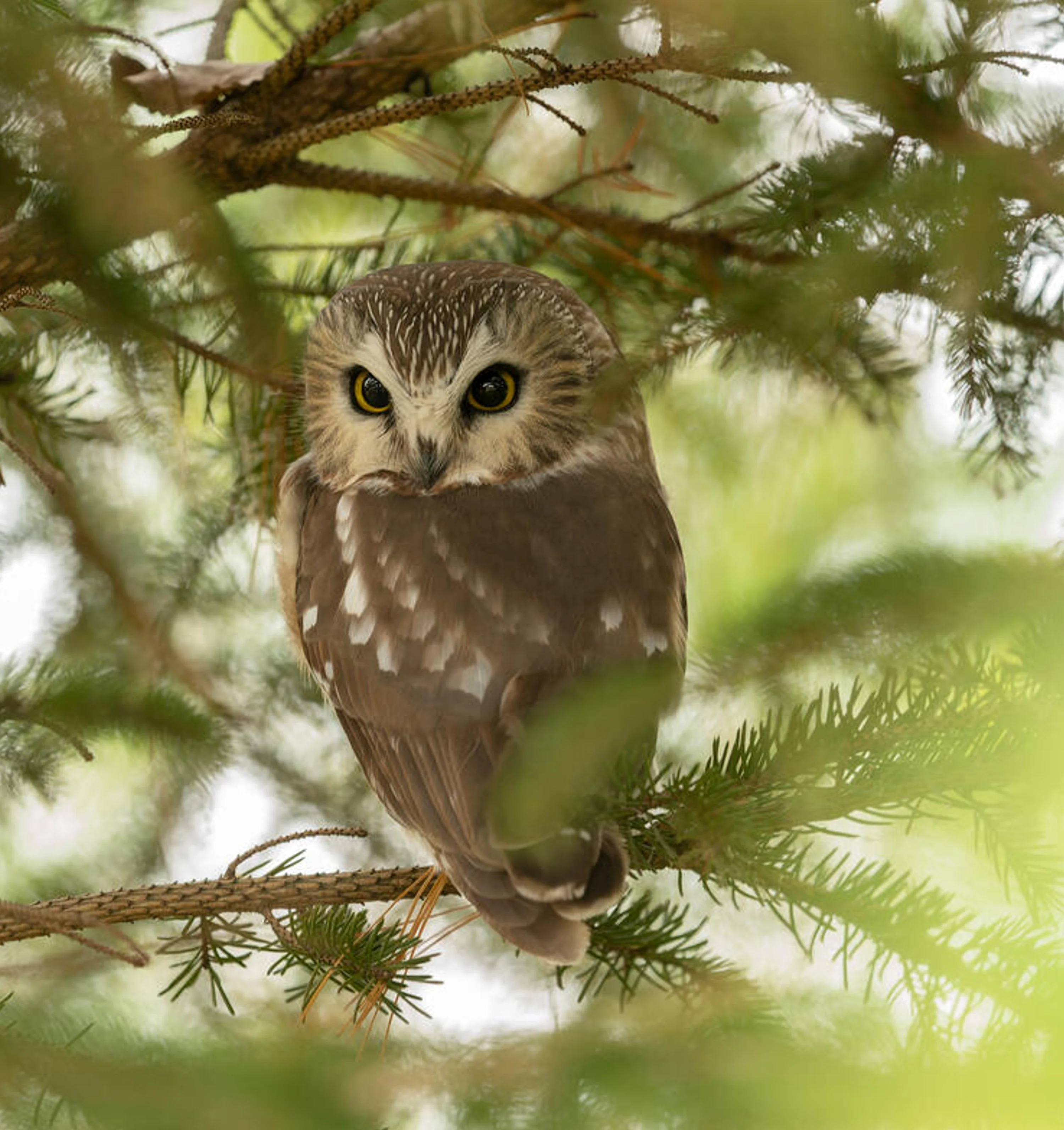 Saw-whet owl digital adoption