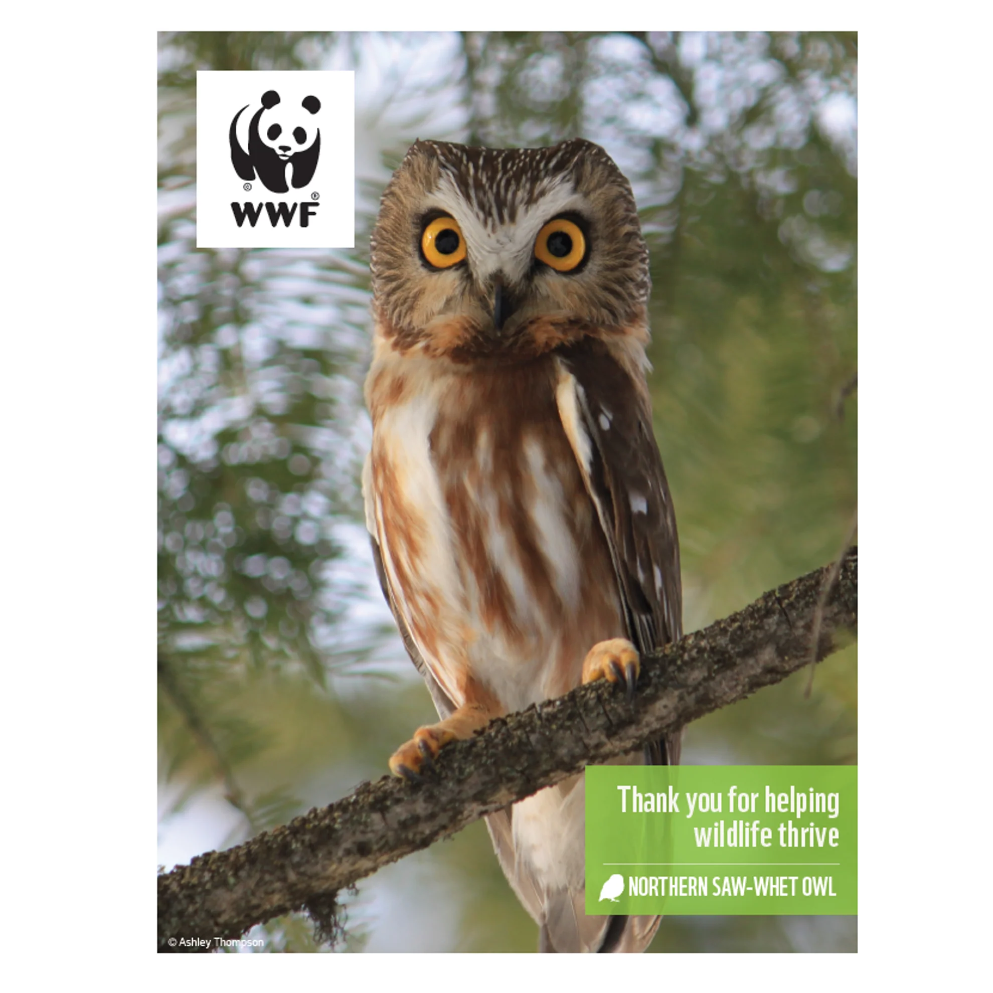 Saw-whet owl digital adoption - Image 3