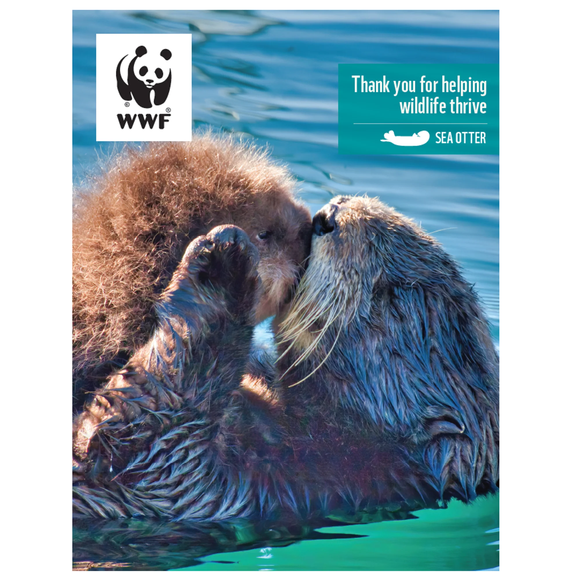 Sea otter digital adoption - Image 3