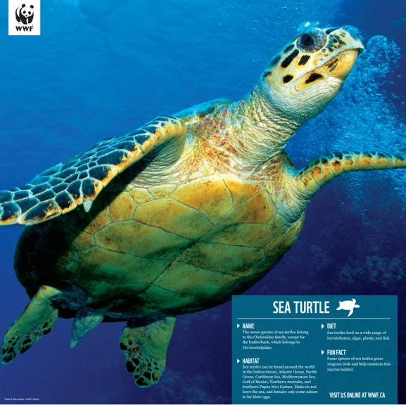 Sea turtle - Image 4